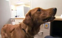 https://www.wellnesspetfood.com.au/wp-content/uploads/2014/07/img-press-tv-NECN.jpg