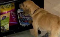 https://www.wellnesspetfood.com.au/wp-content/uploads/2014/07/today-show-july-2011.jpg